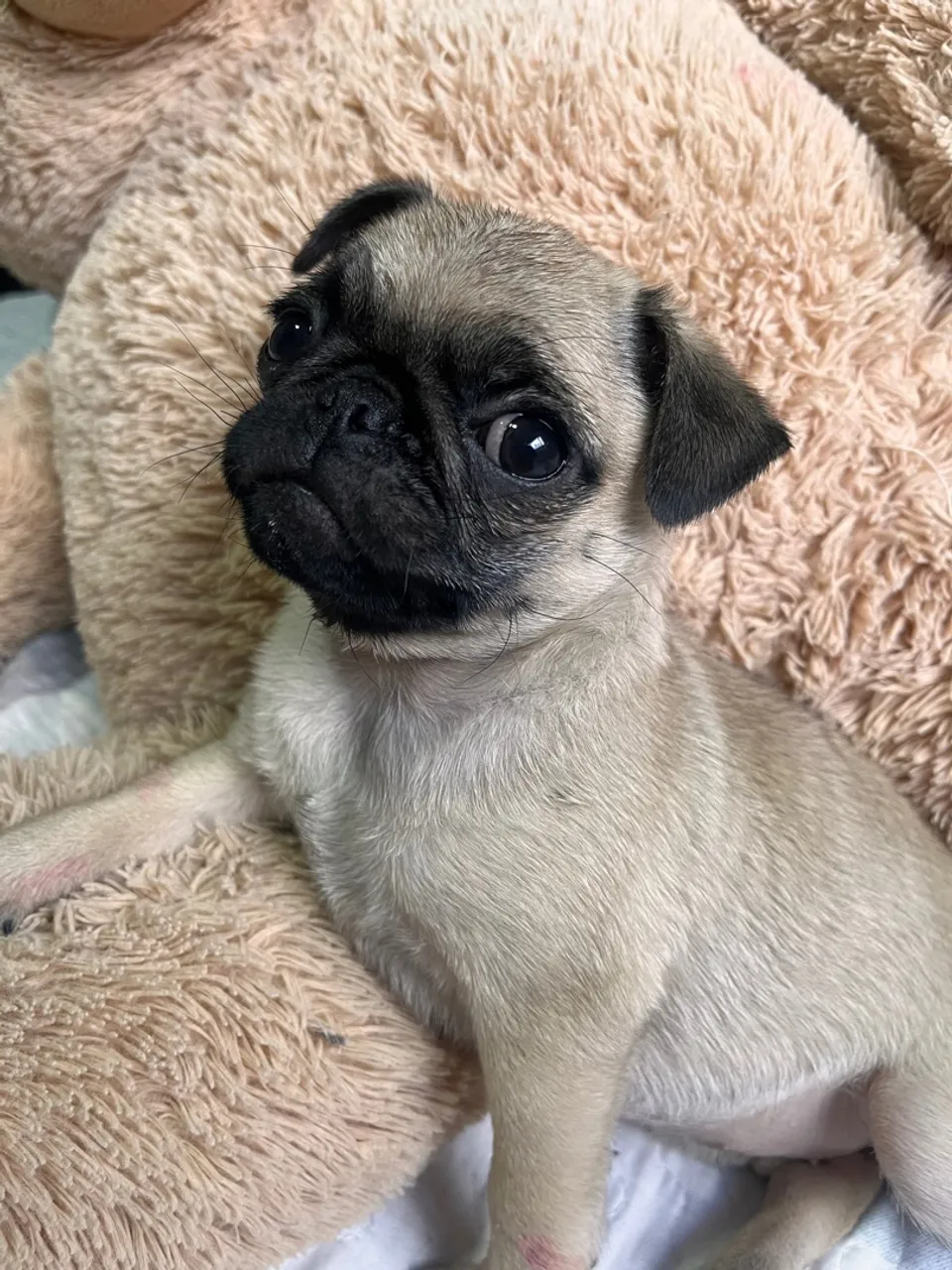 Filhote de Pug fêmea