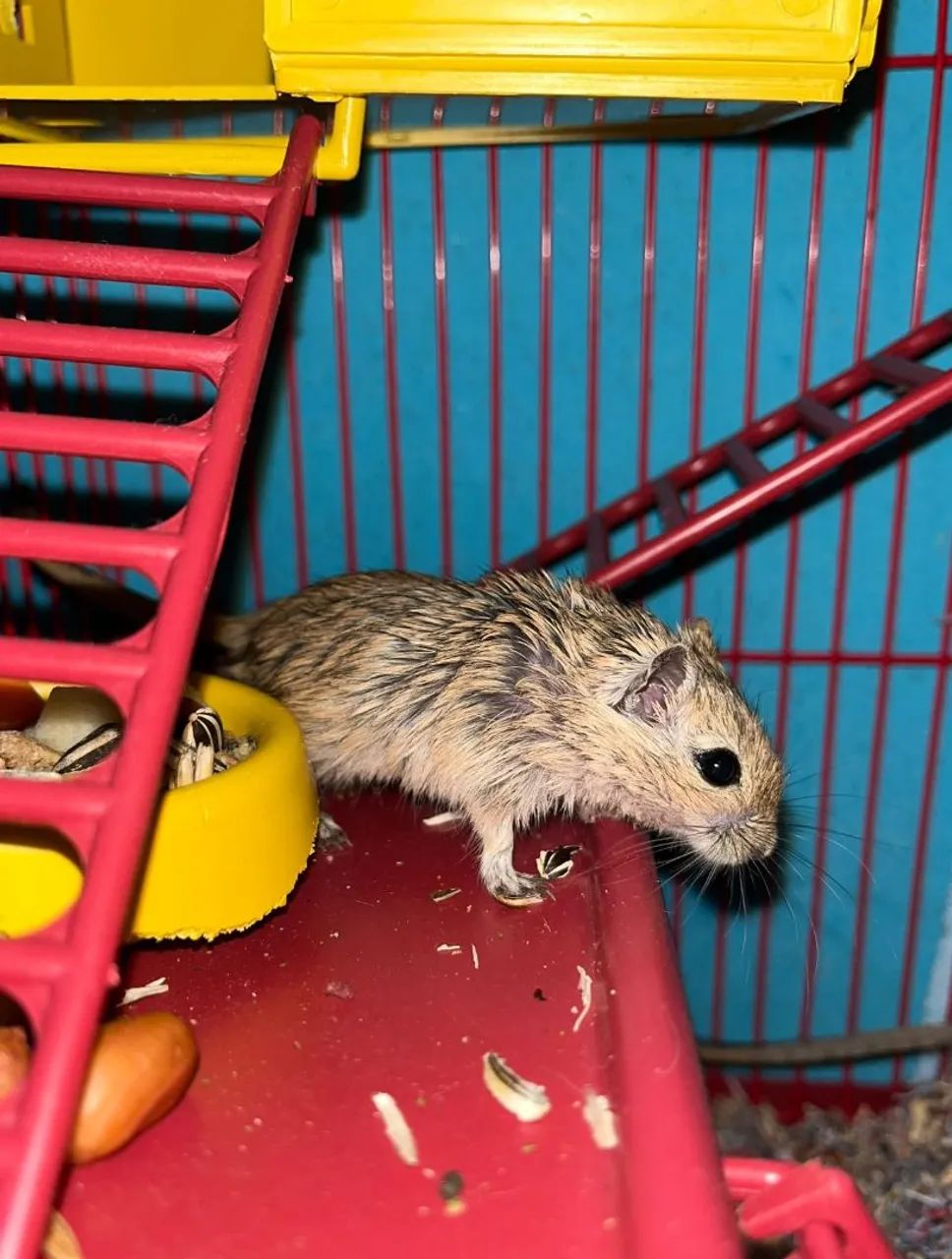 Hamster Chinês - Foto 2