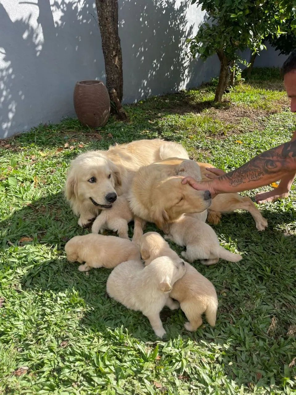 Golden Retriever com filhotes - Foto 2