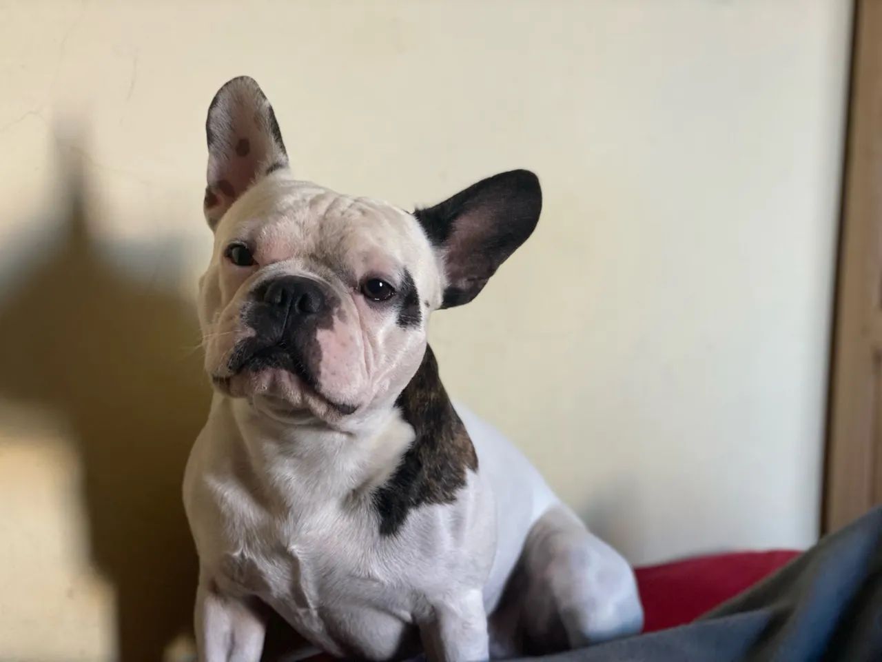 Bulldog Francês macho para Cruzar, namorar ter filhotes 