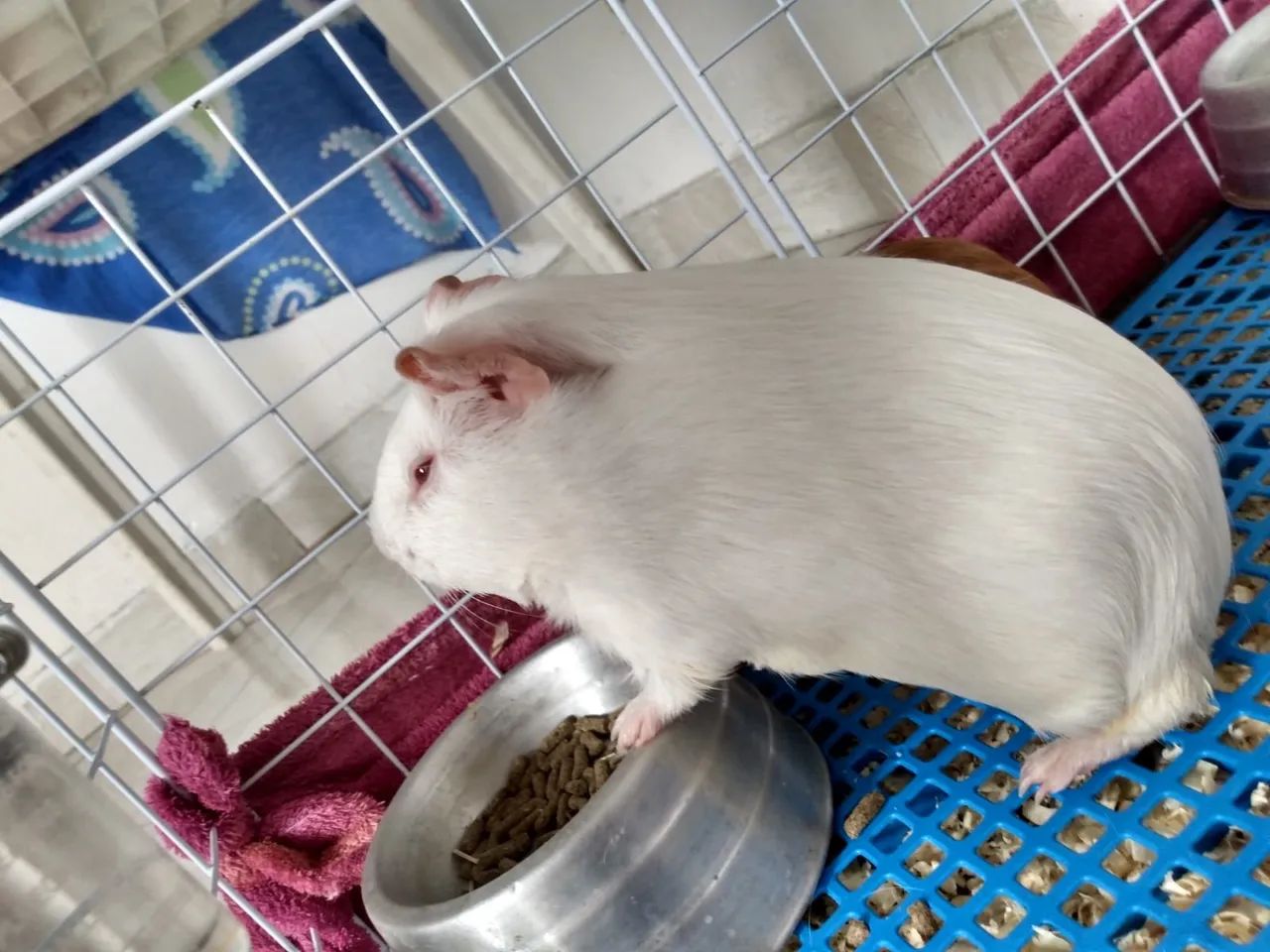 Duas porquinhas da india fêmea  - Foto 2