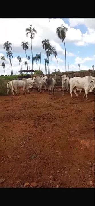 Touros Nelores - Foto 2