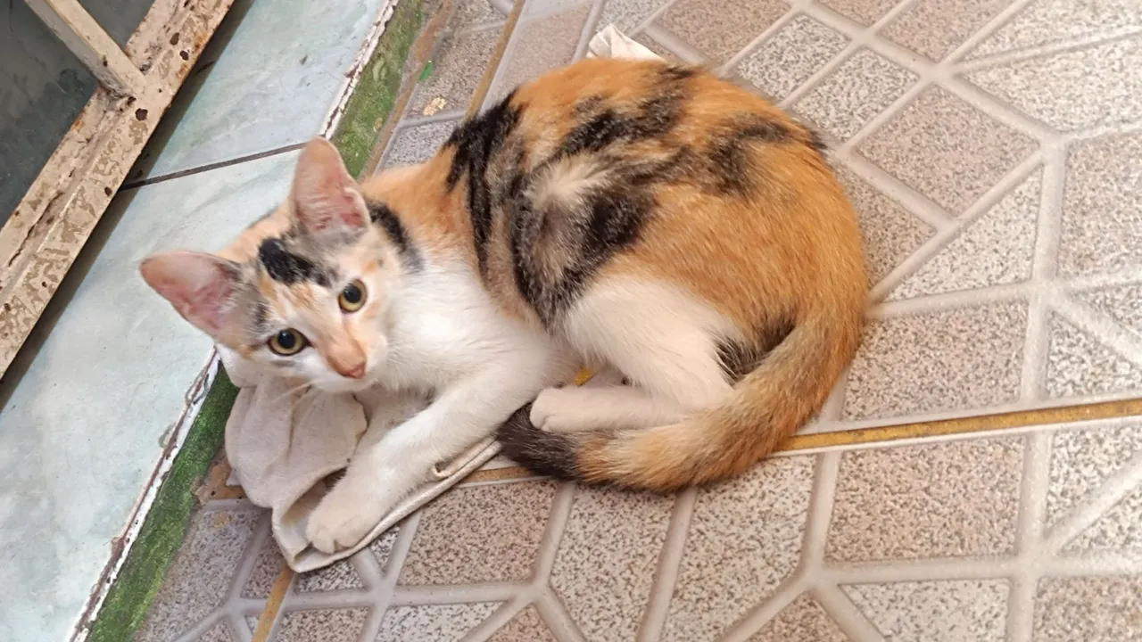 Gatinha tricolor