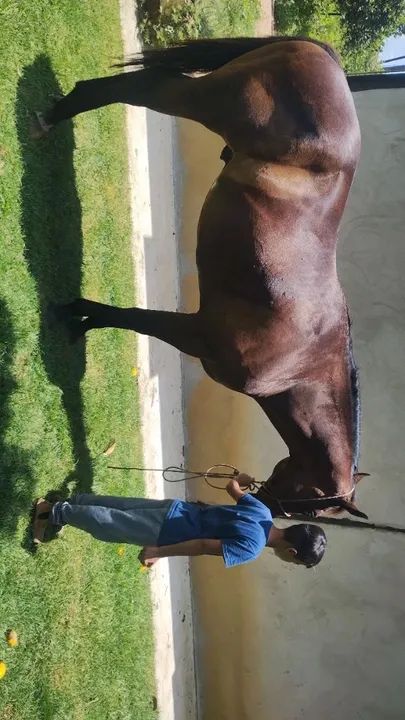 Cavalo Quarto de Milha PO - Foto 4