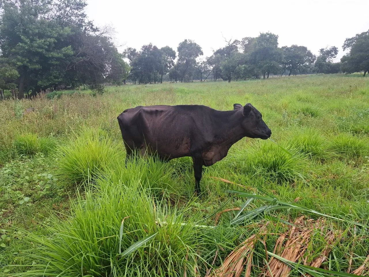 Vaca leitera  - Foto 2