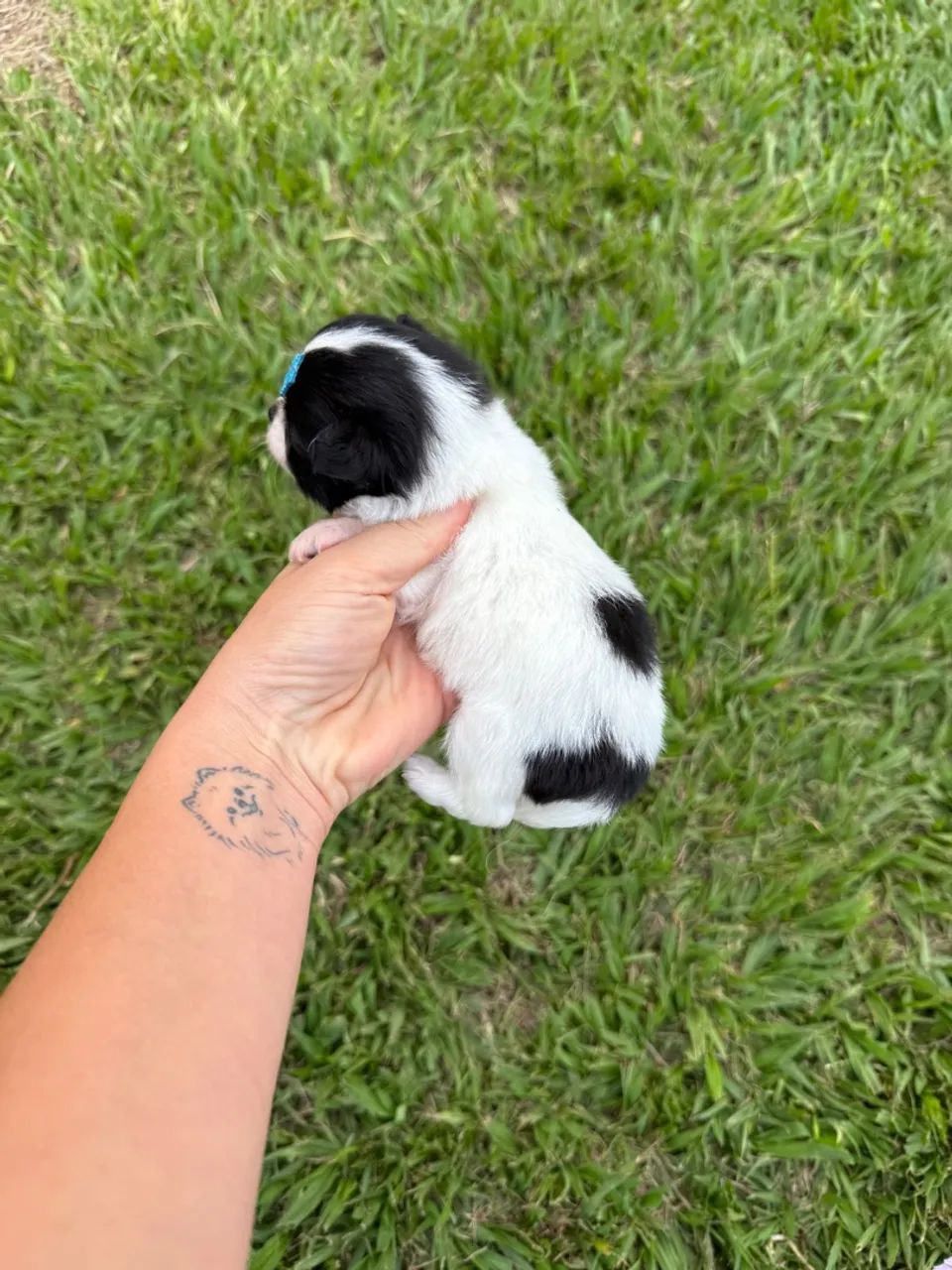Chihuahua macho - pelo longo - o menor cão do mundo  - Foto 2