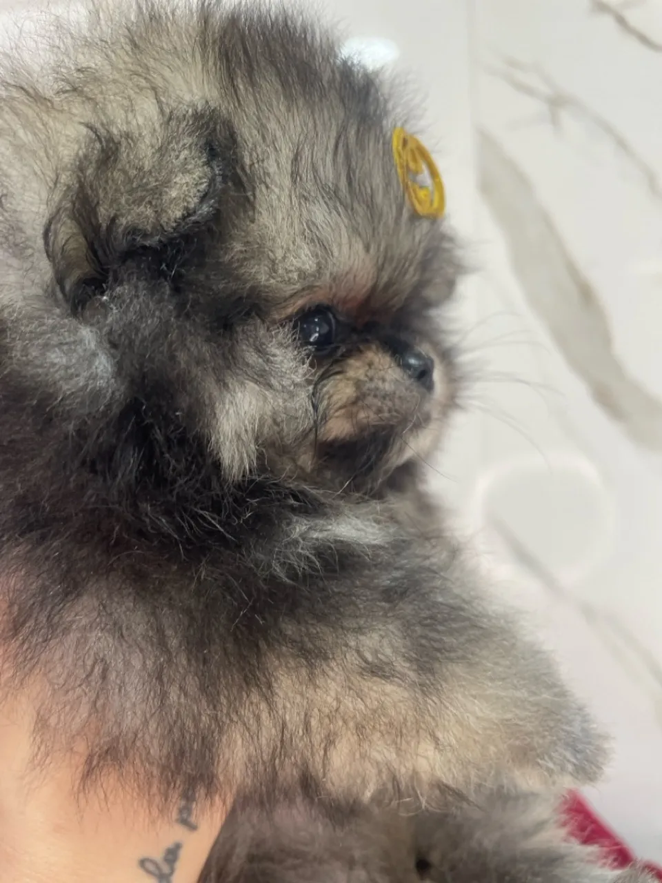 Filhote de Spitz Alemão - Mini fofo!