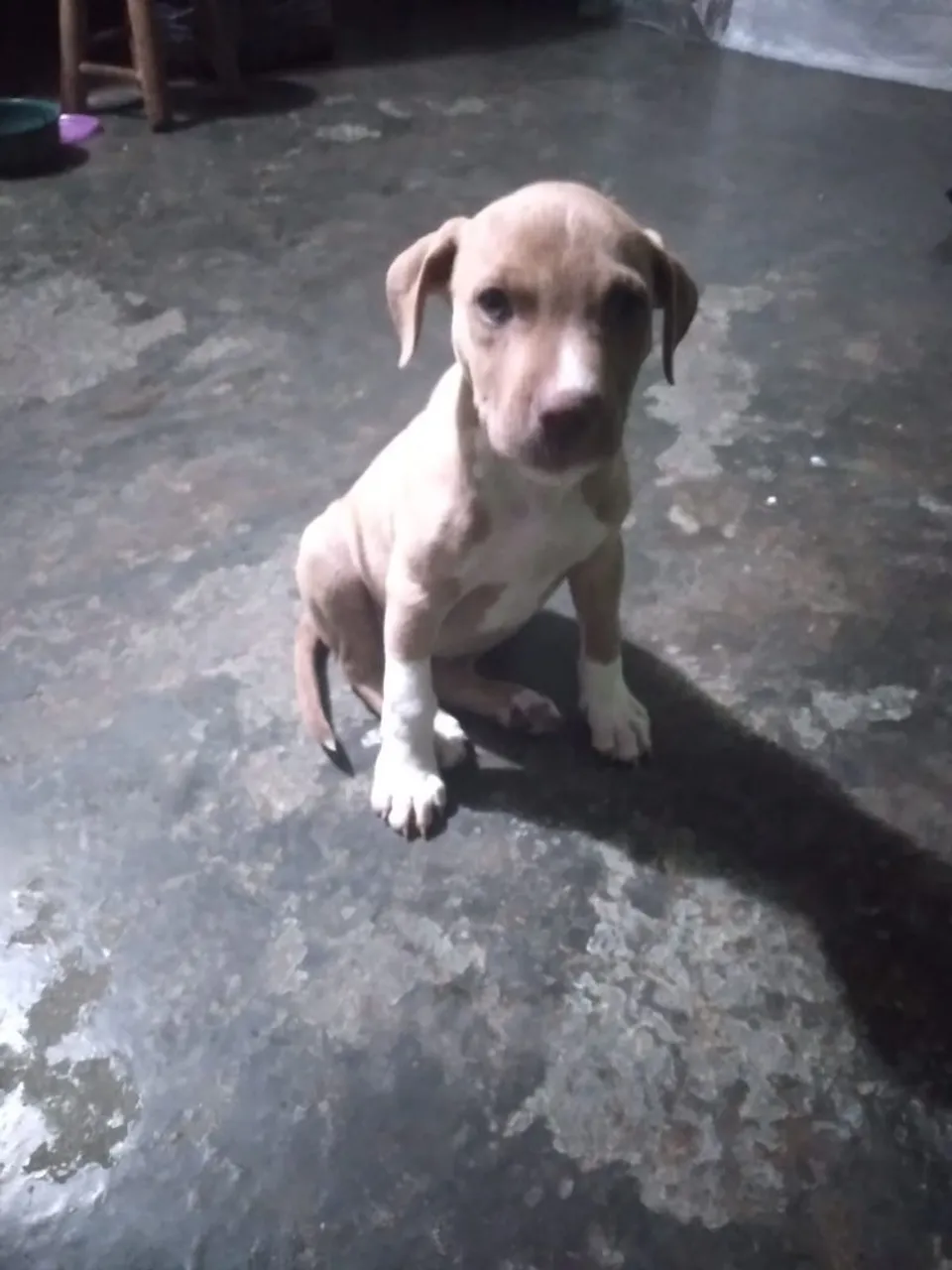 Filhote de Pitbull Fêmea