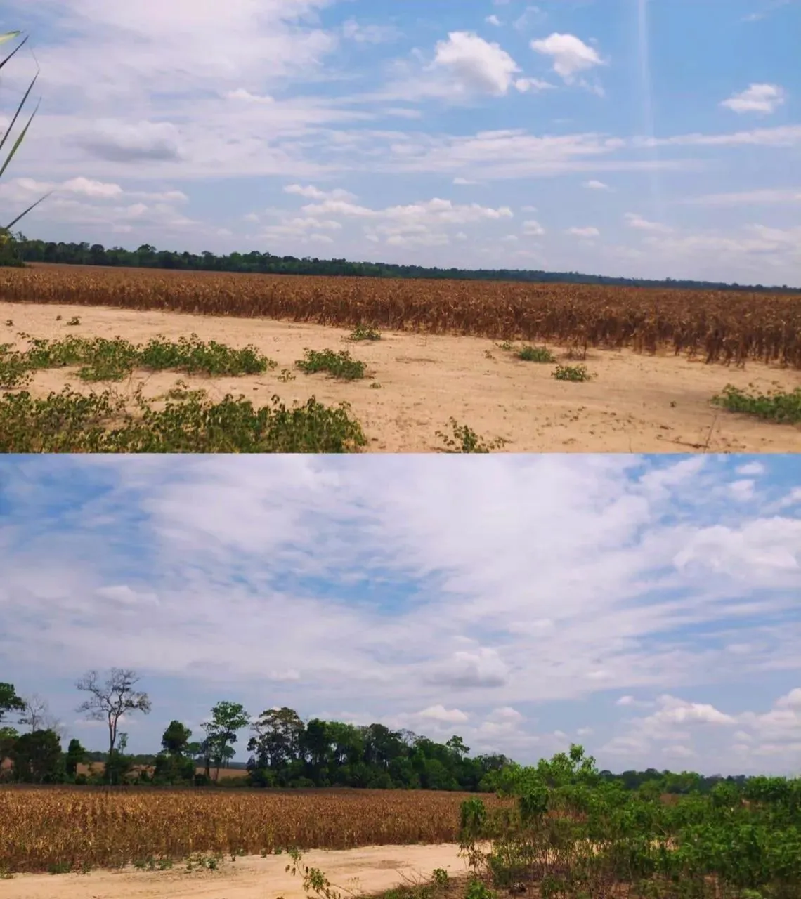 Fazenda a venda no Pará, Região de Santarém