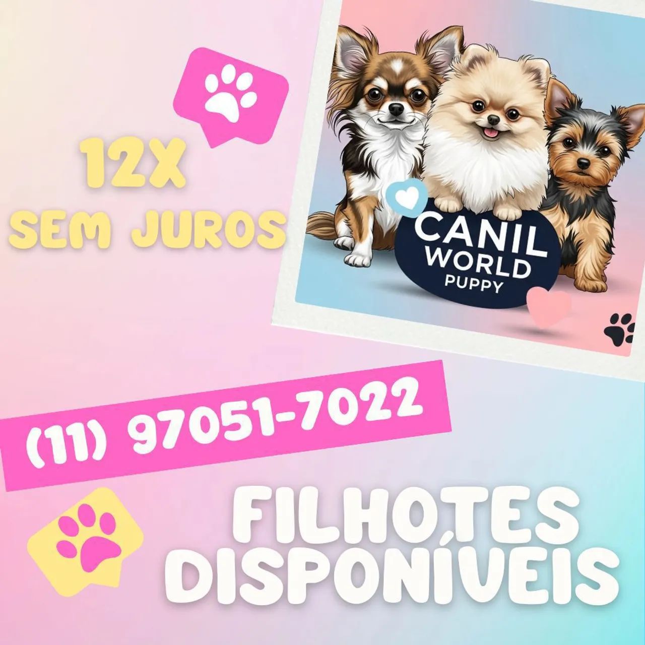 Spitz alemão fêmea  - Foto 3