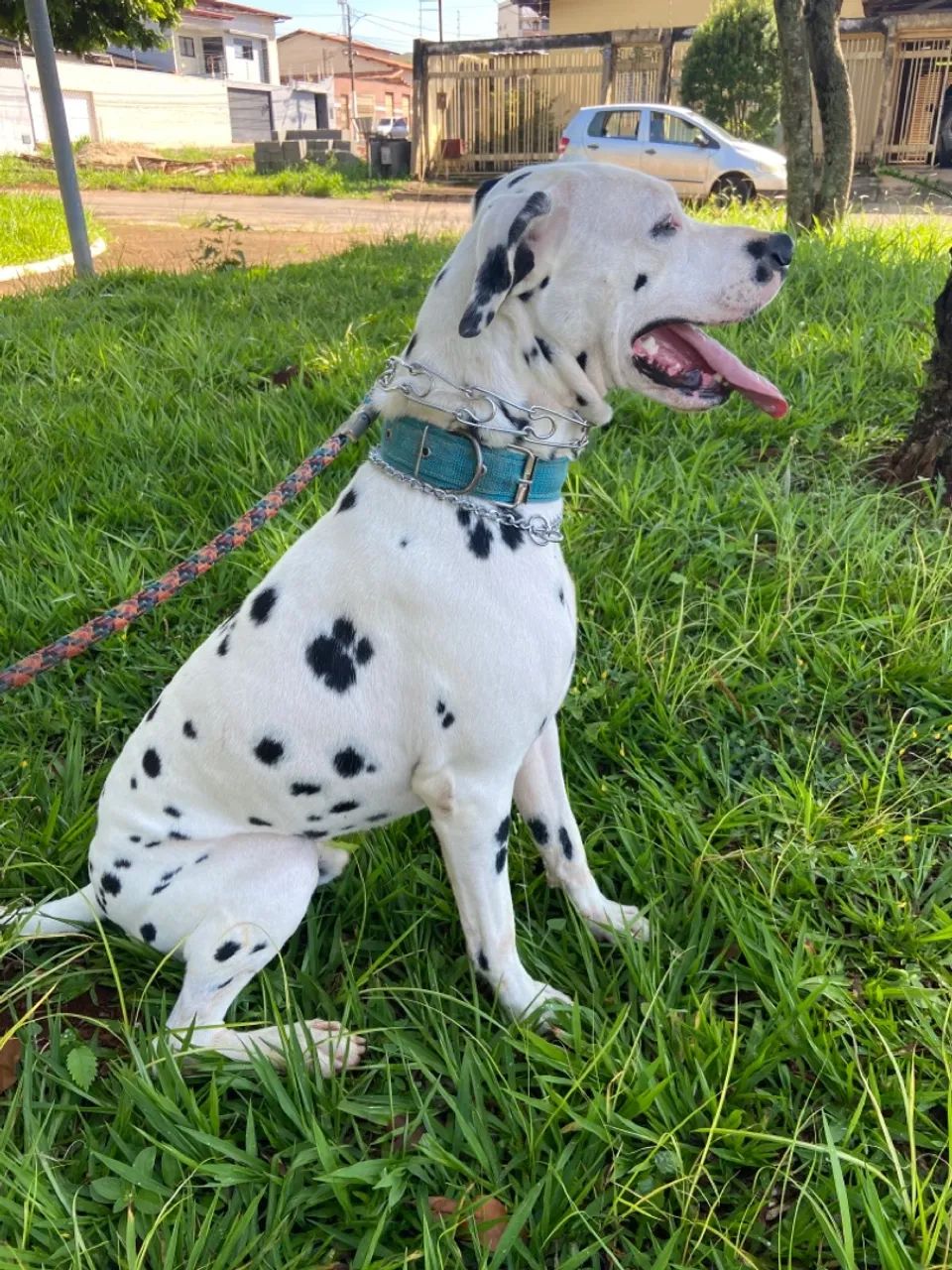 Doação Dalmata macho  - Foto 3