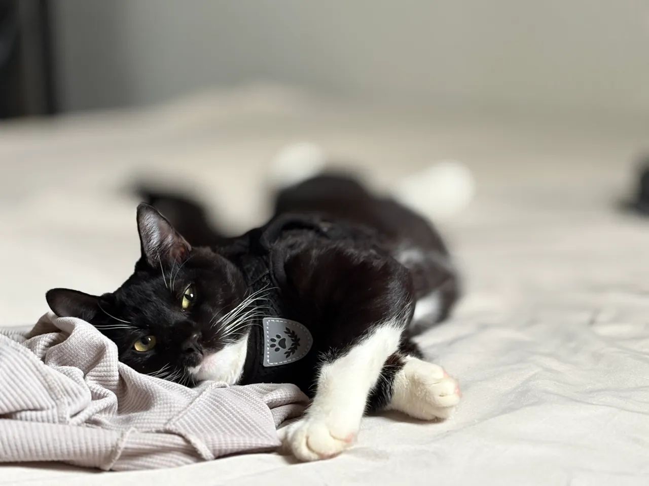 Gatinho carente preto e branco 8 meses - Foto 5
