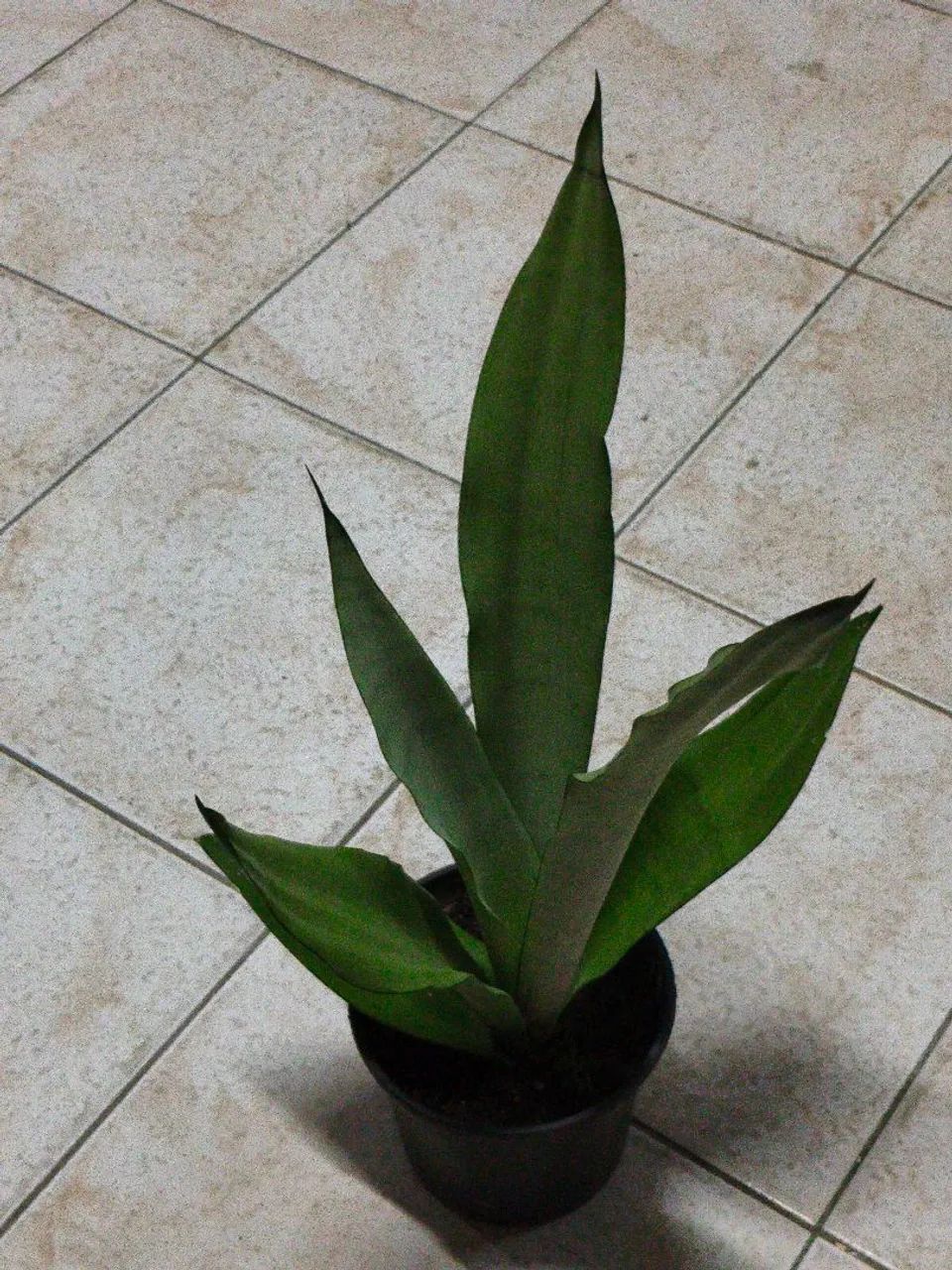 Espada prateada