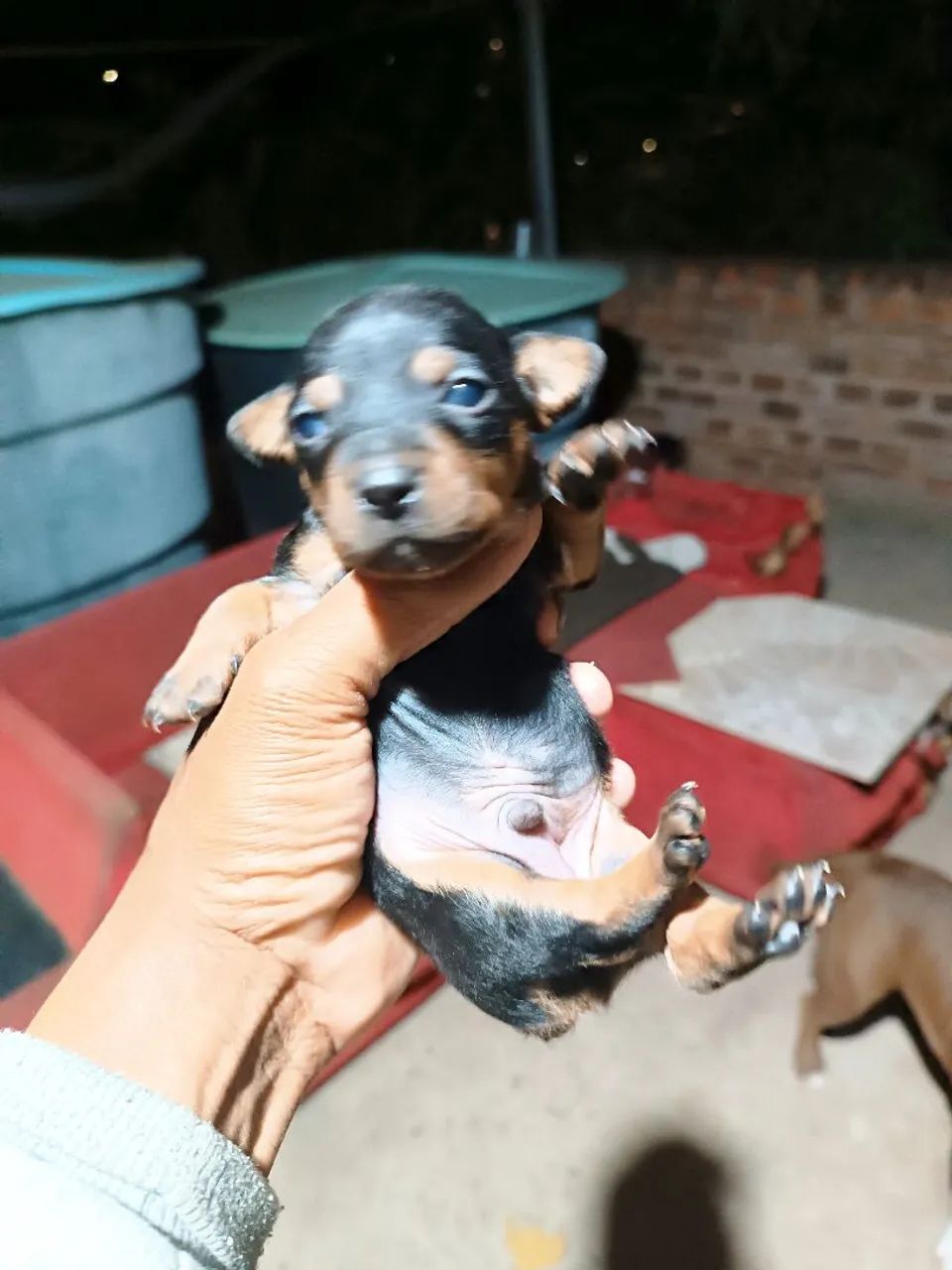 Pinscher macho  - Foto 4