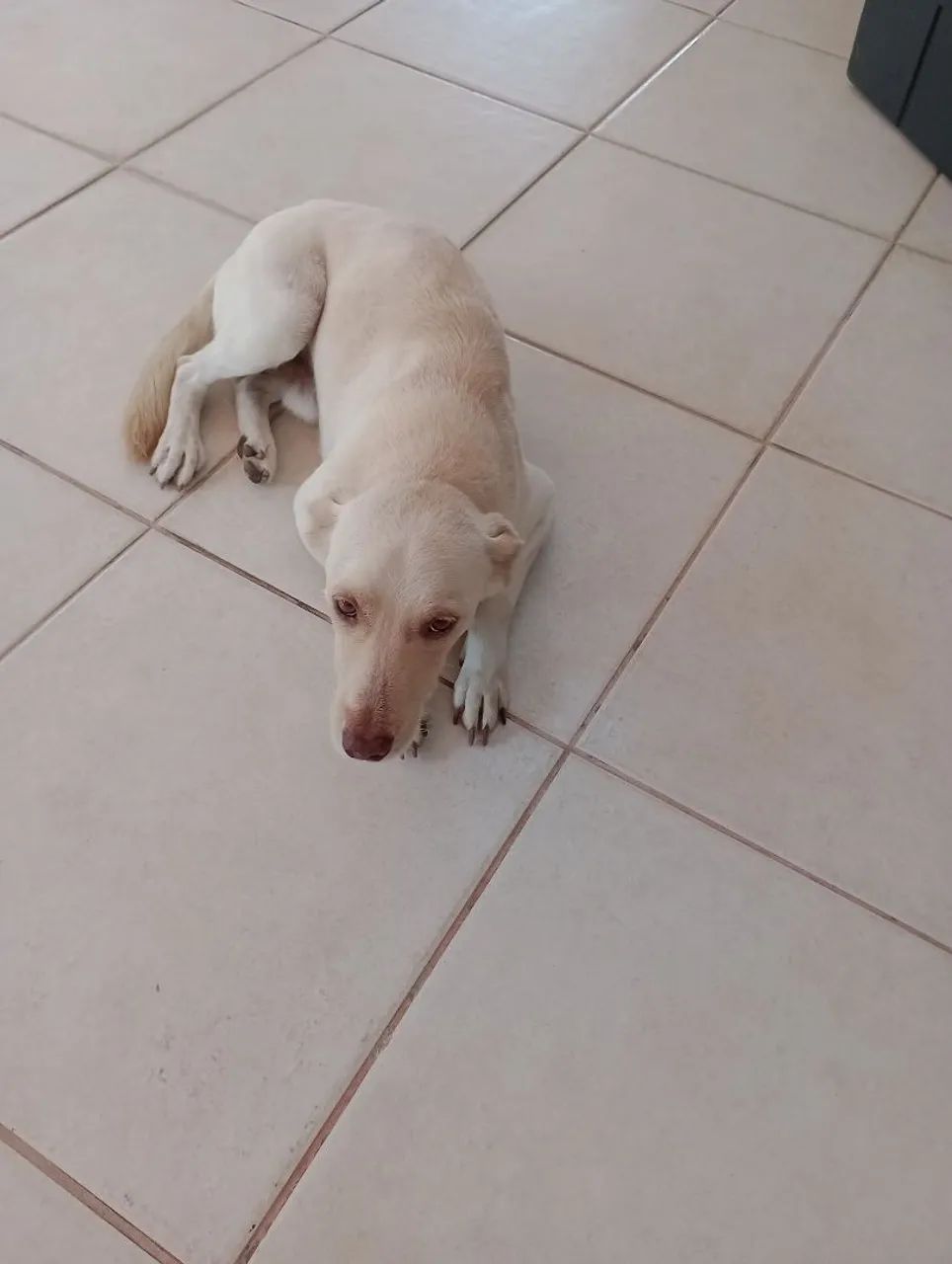 Doação de cachorro 