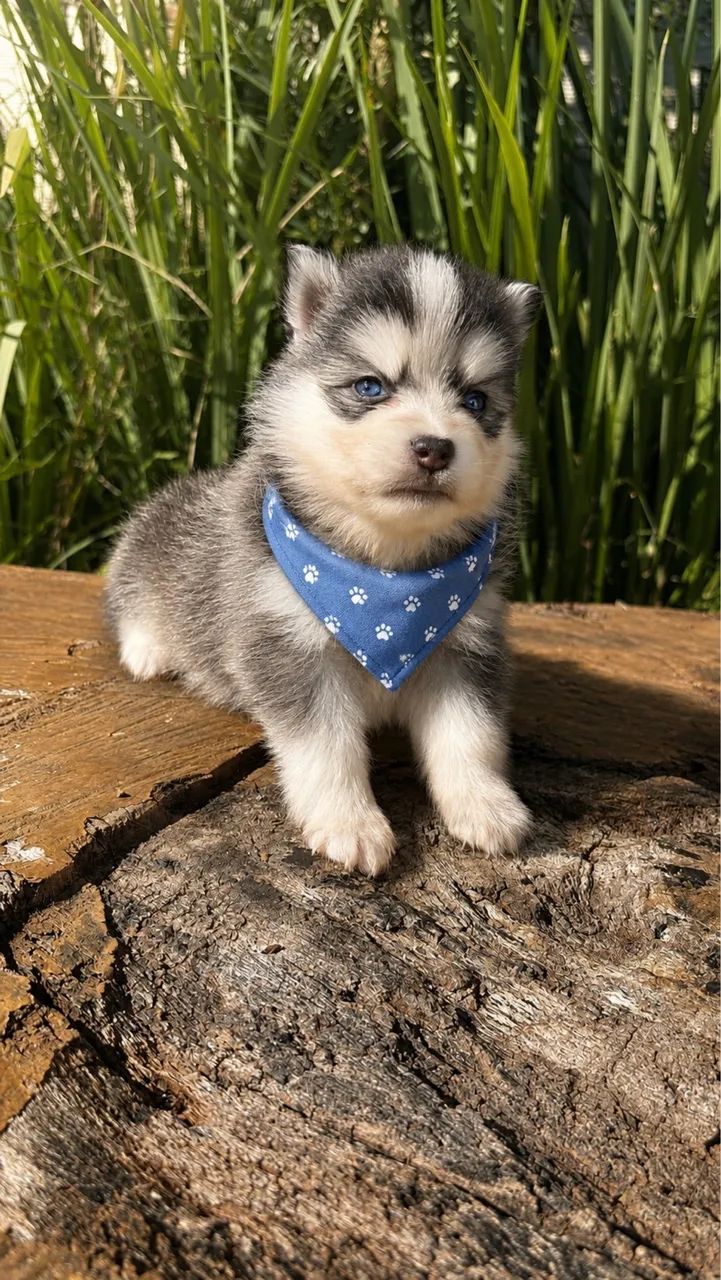 Pomsky mini  - Foto 3