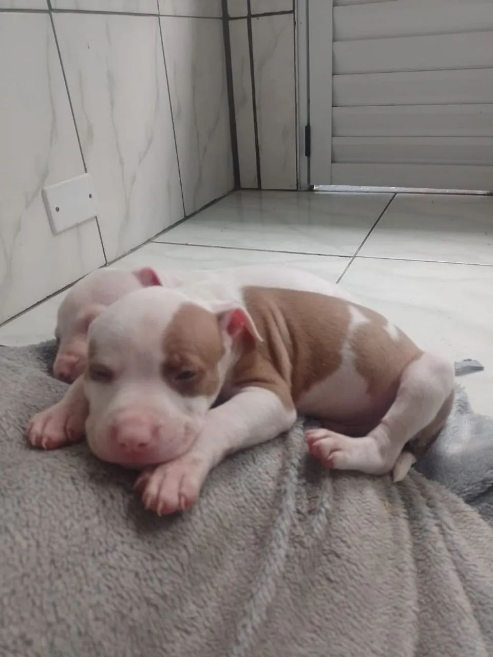 Cães 