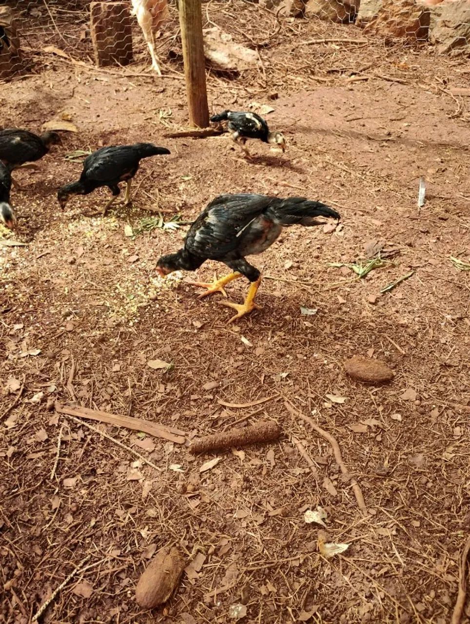 Vende-se aves: diversas raças e tamanhos disponíveis, valores a partir de R$ 15,00  - Foto 4