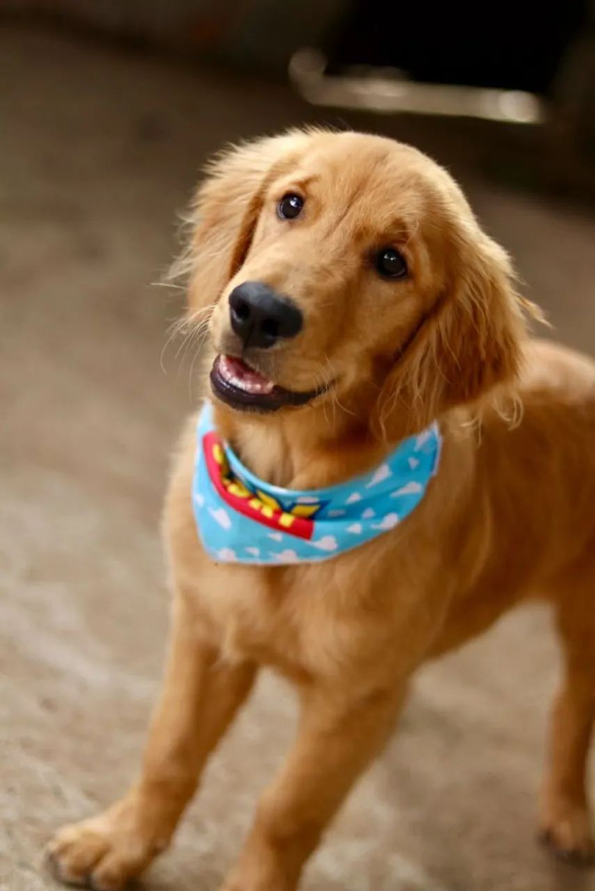 Golden RETRIEVER  - Foto 5