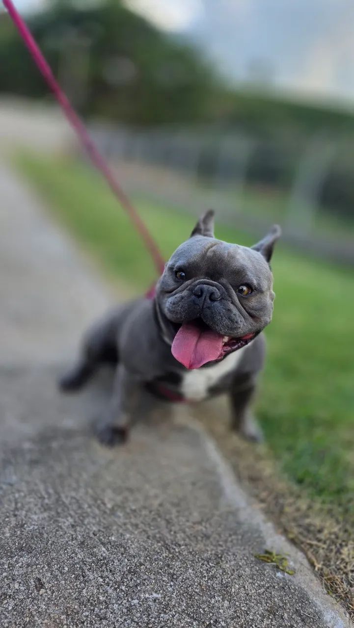 Exotic Bully