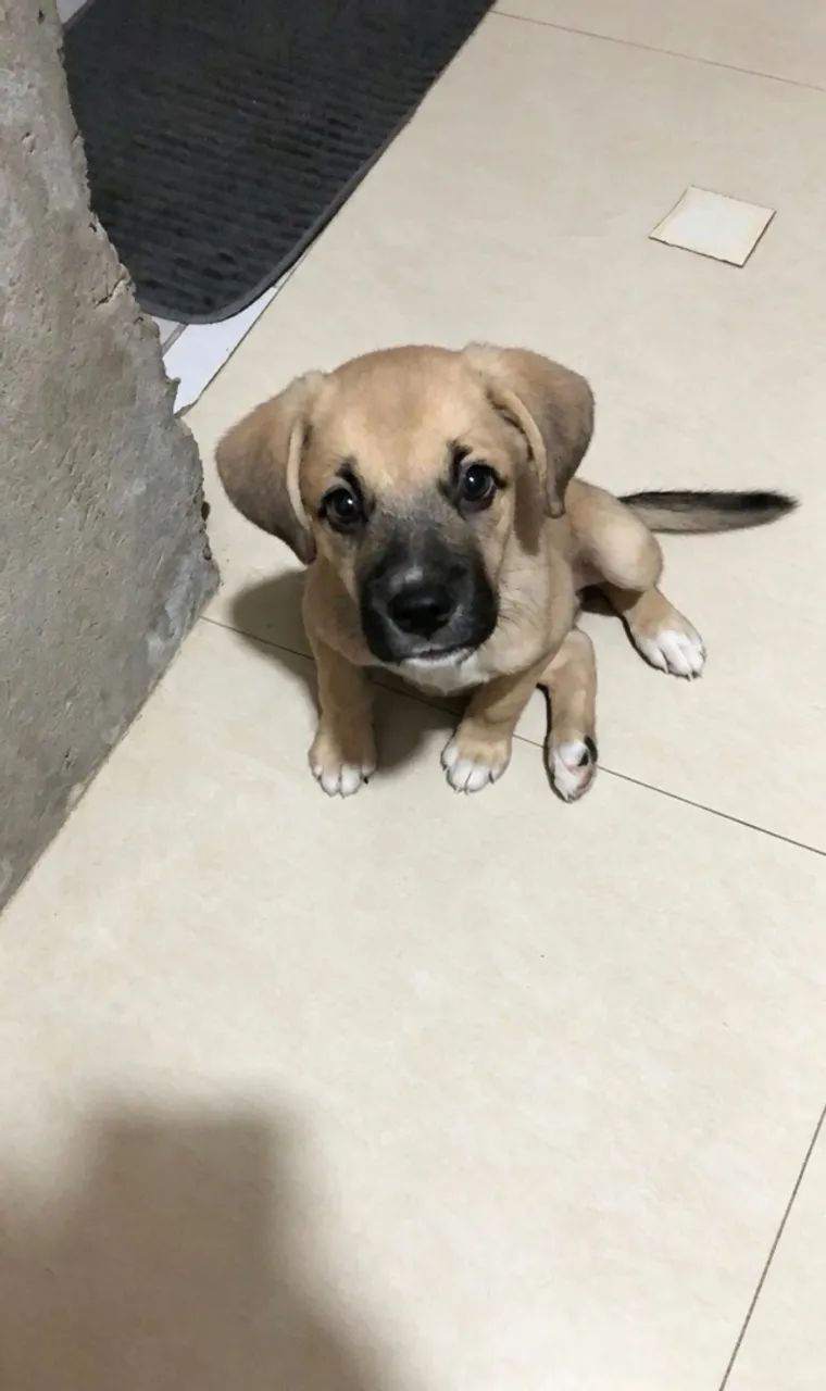 Cachorro para doação  - Foto 2