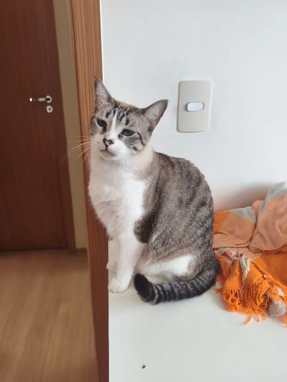 Gatos para Doação - Foto 4