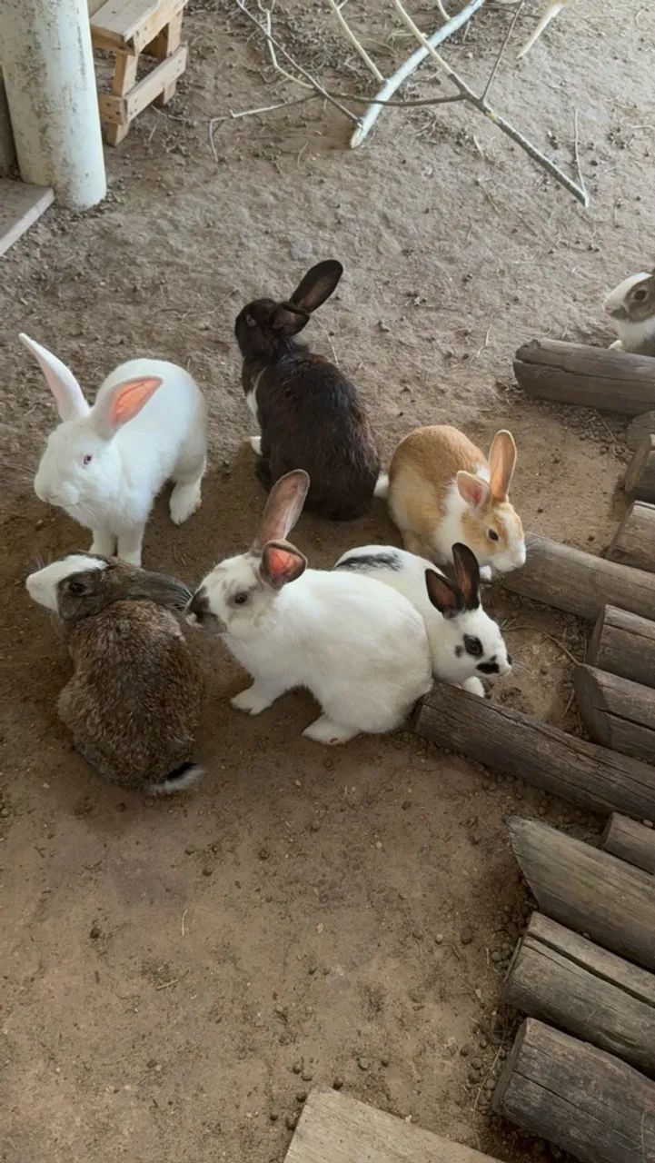 Coelhos  - Foto 5