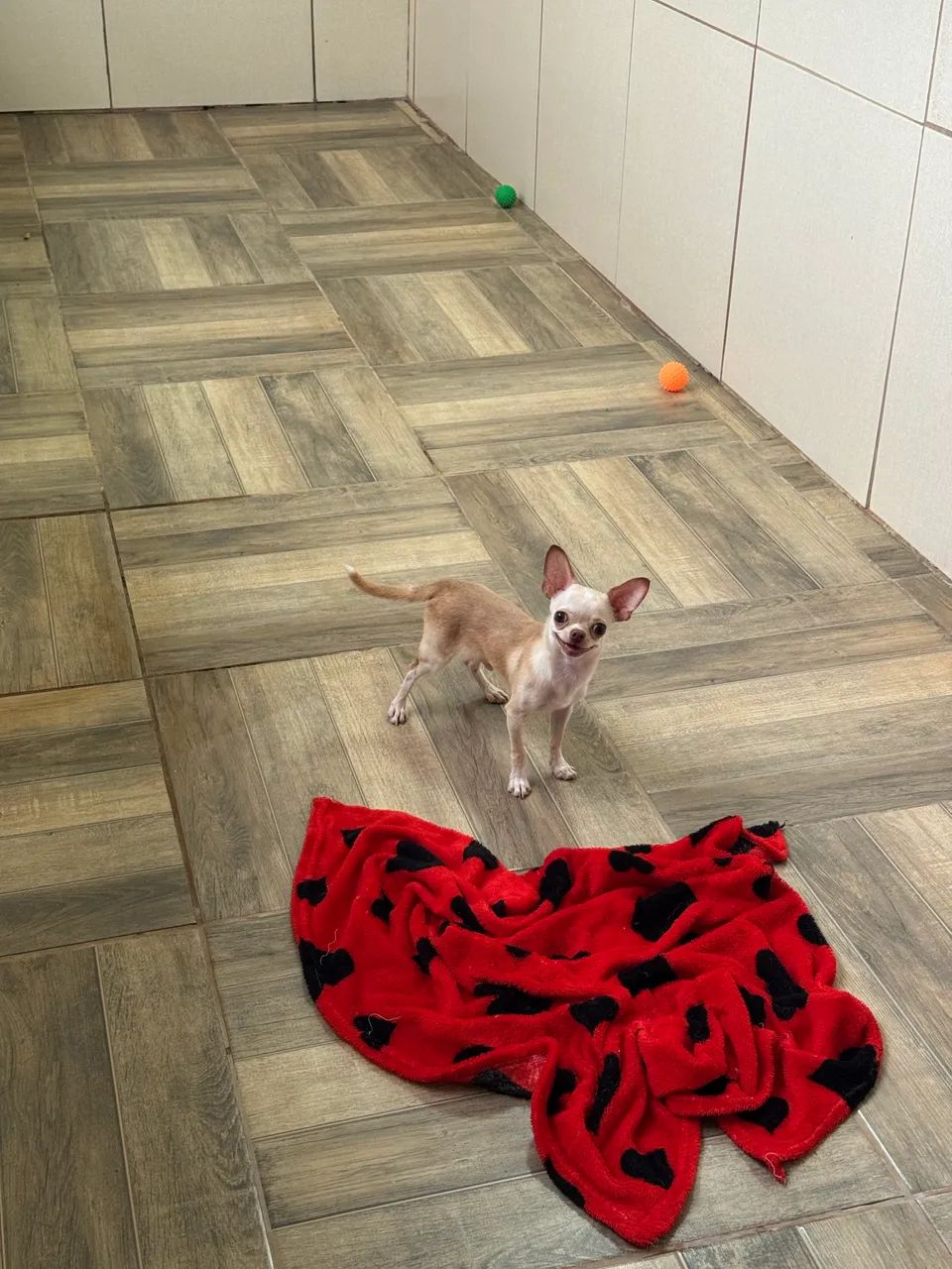 Chihuahua Macho - Foto 2