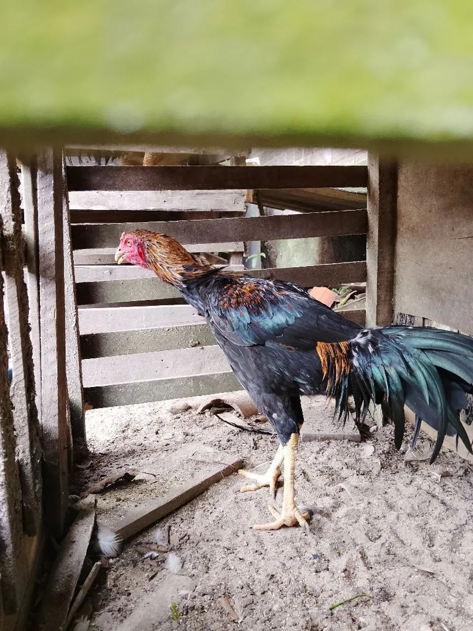 Frango Preto - Foto 5