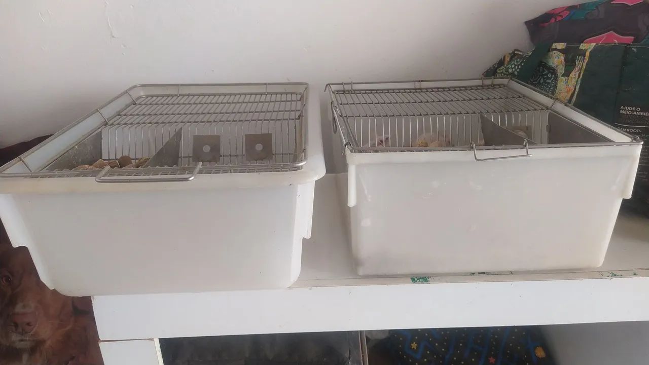 Caixas de Biotério DIVERSAS:65581389300225123