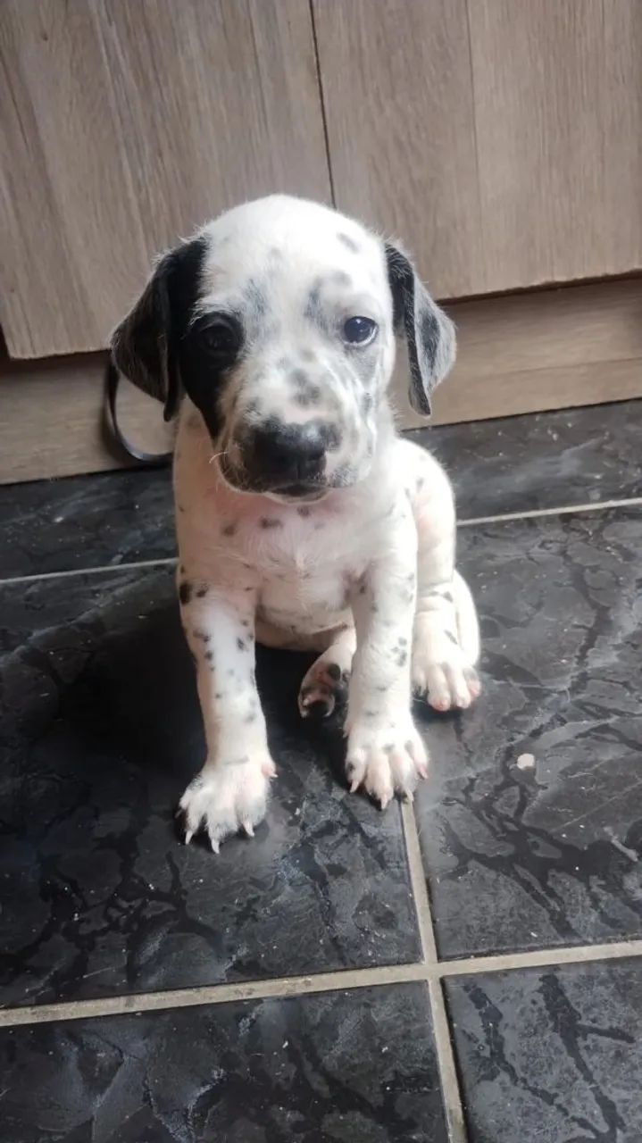 Vende se cachorro dálmata (macho) - Foto 3