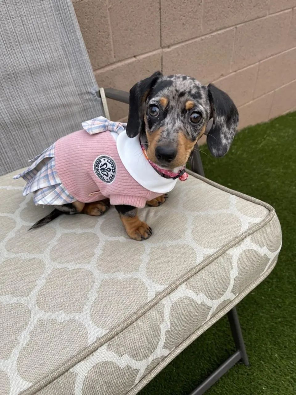 Basset teckel femea energia em forma de amor