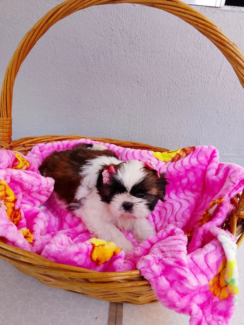 Fêmea Shih-tzu  - Foto 5