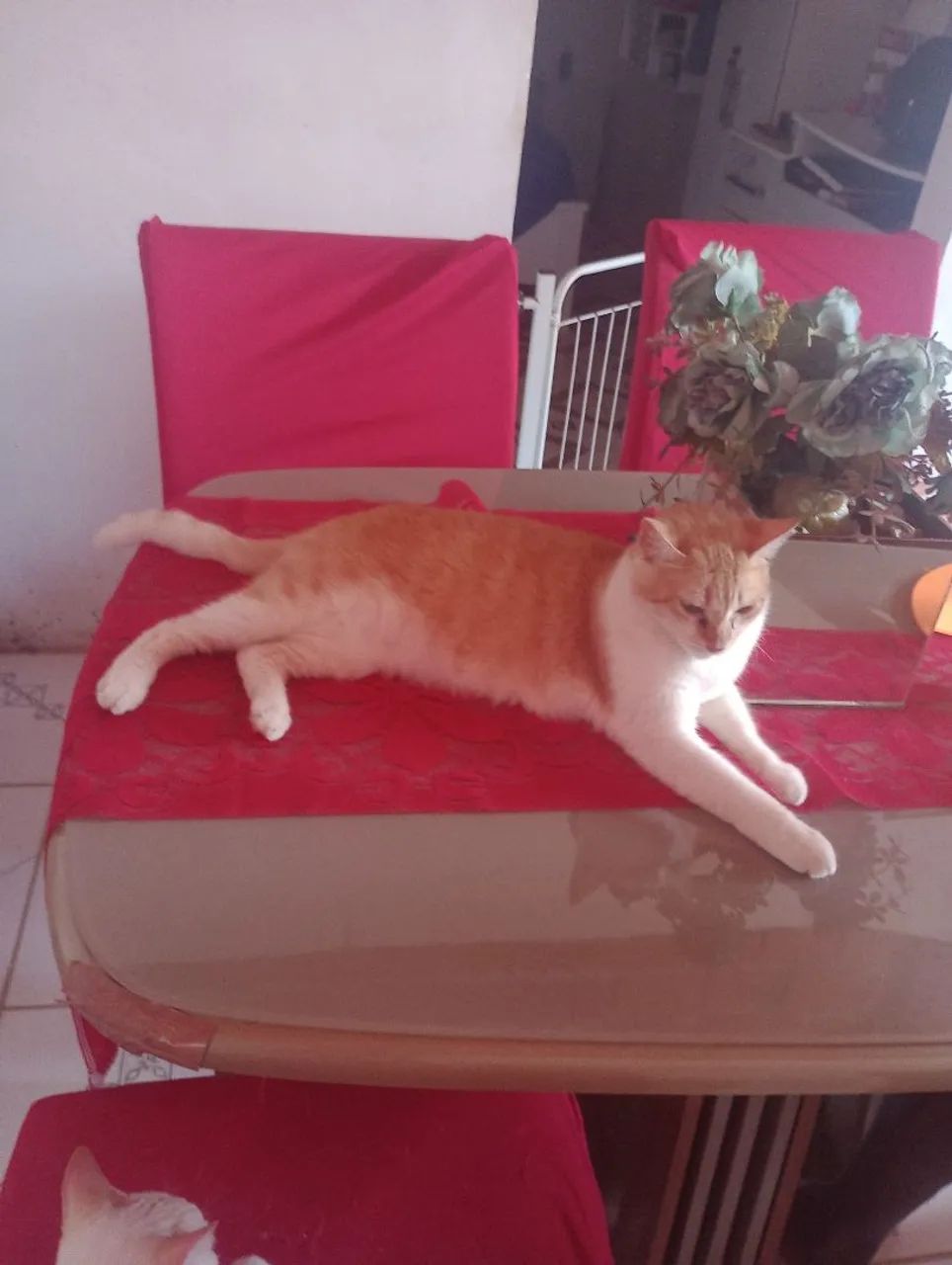 Mesa de jantar com 4 cadeiras 