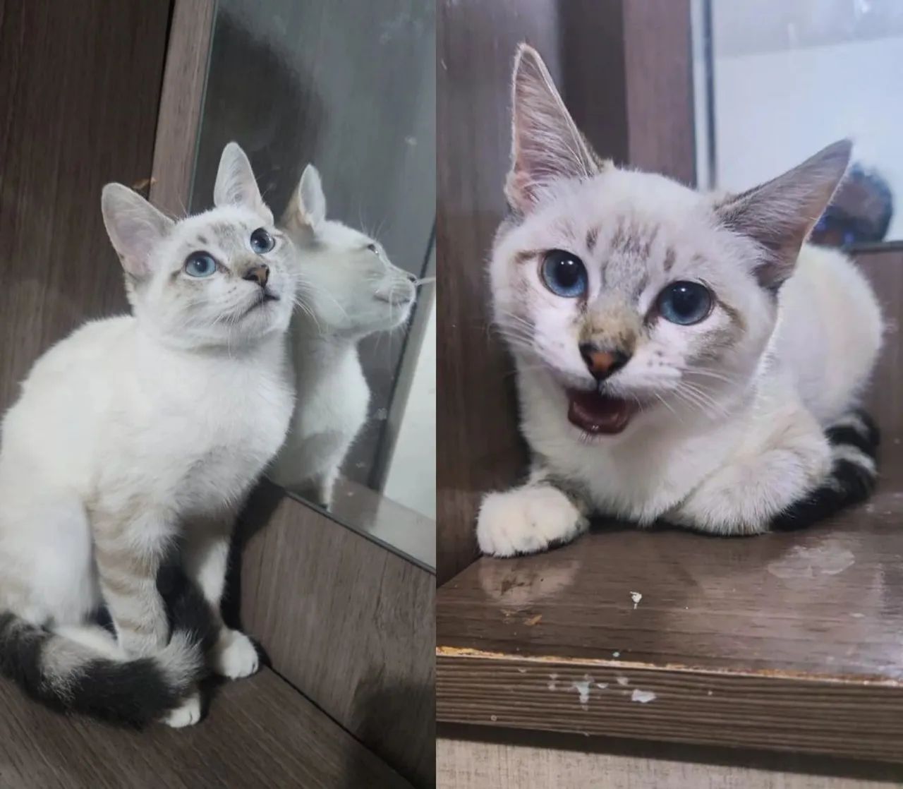 Adoção responsável ? - Foto 3