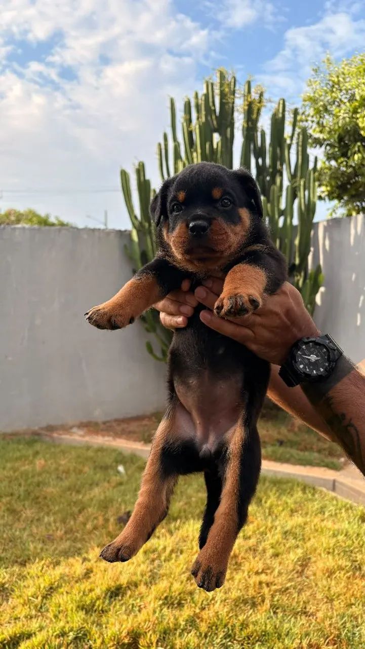 Filhote de Rottweiler  - Foto 5