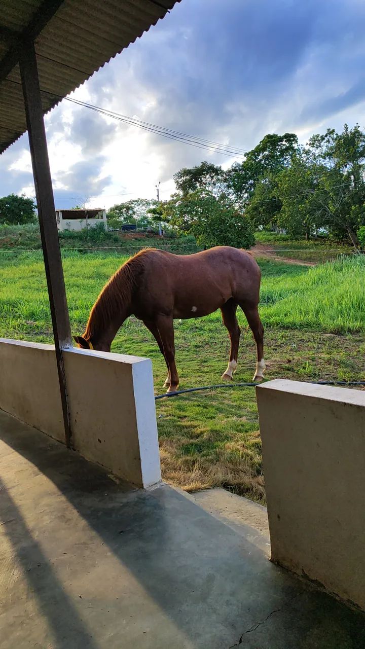 Cavalo de vaquejada (égua) leia todo o anúncio. - Foto 2