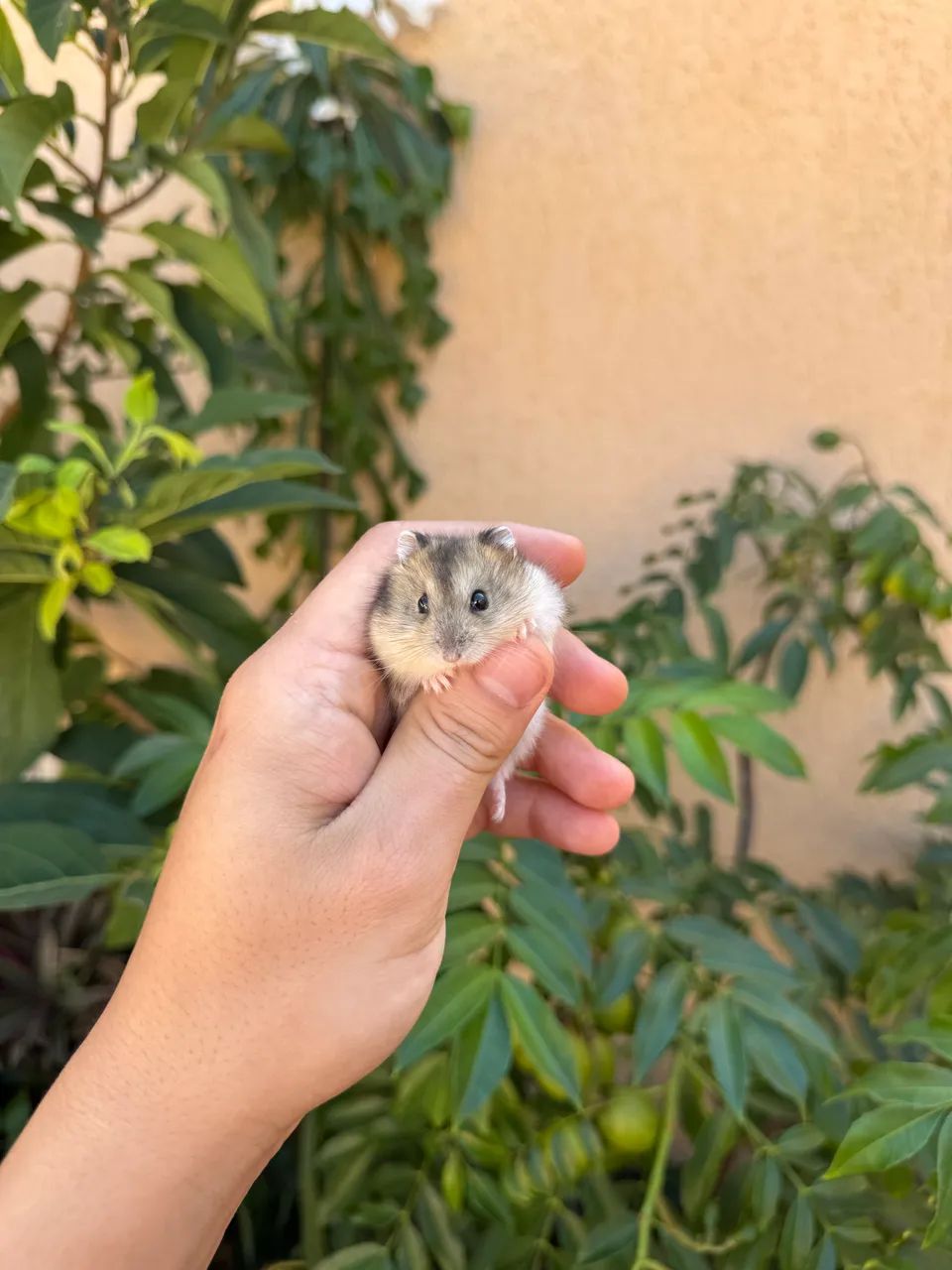 Hamster Anão 