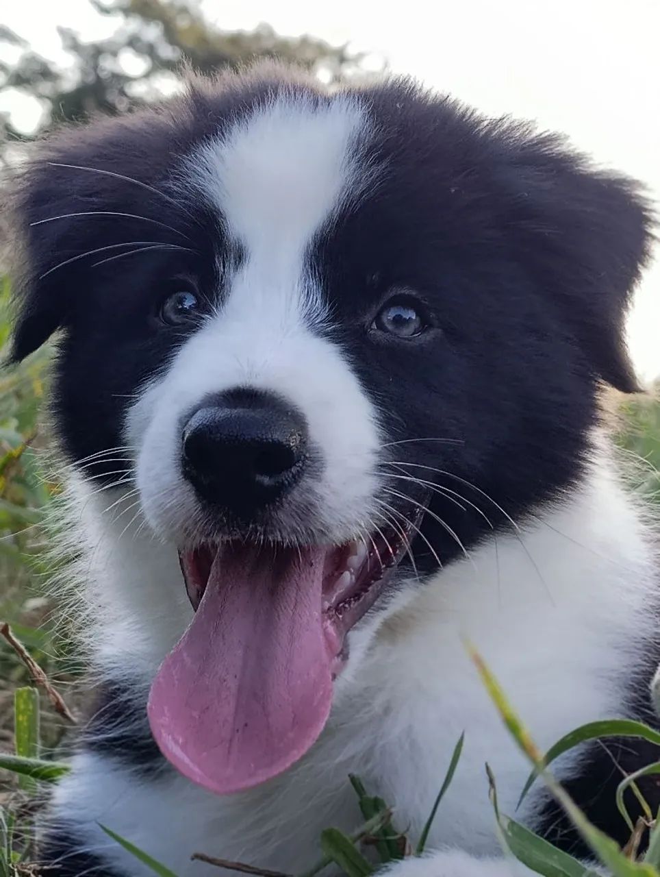 Border Collie  - Foto 4