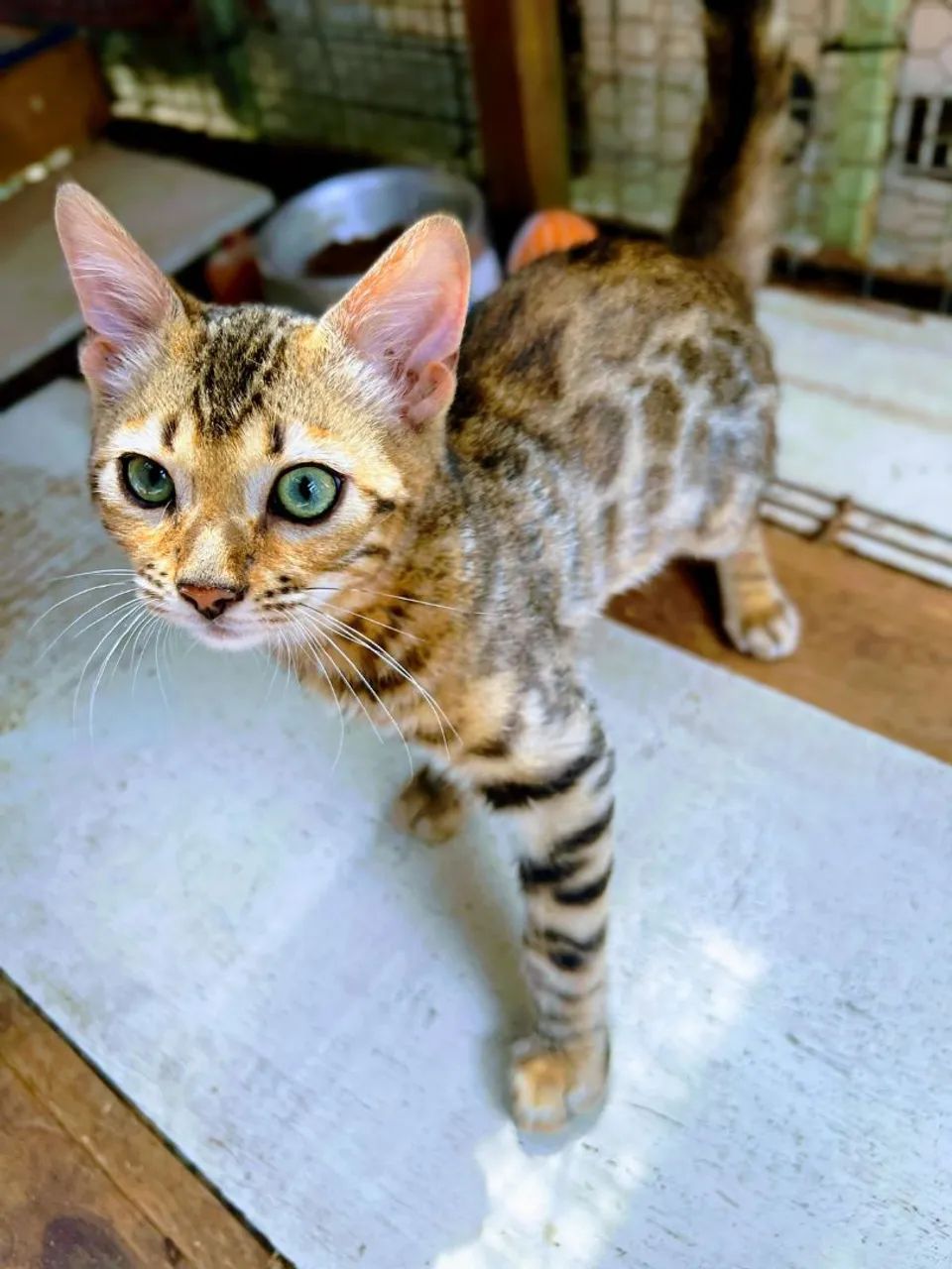 FILHOTE DE GATO BENGAL FEMIA