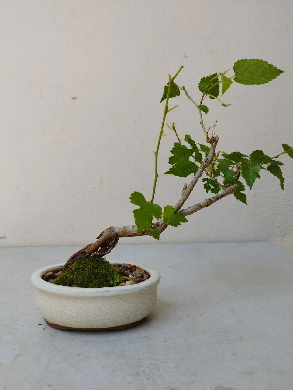 Bonsai amora 03 anos  - Foto 4