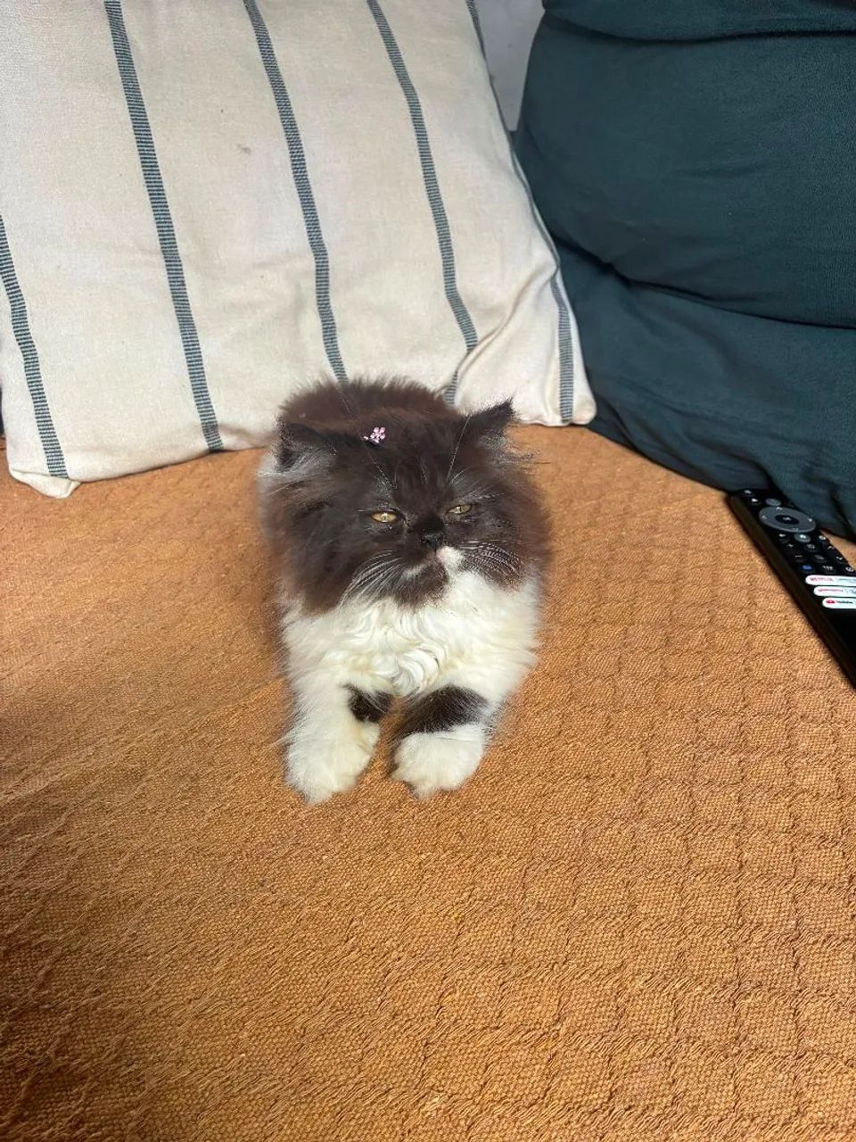 Gato Persa  - Foto 4