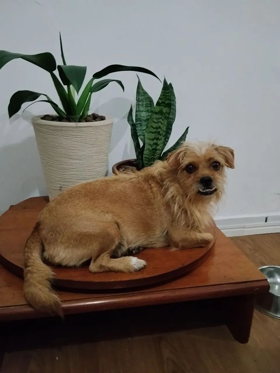 Adoção 
