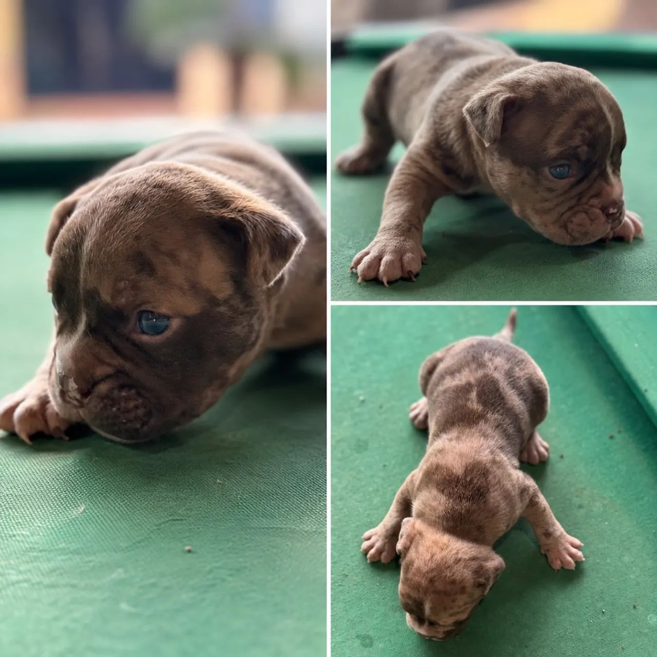 American Bully Micro  - Foto 4