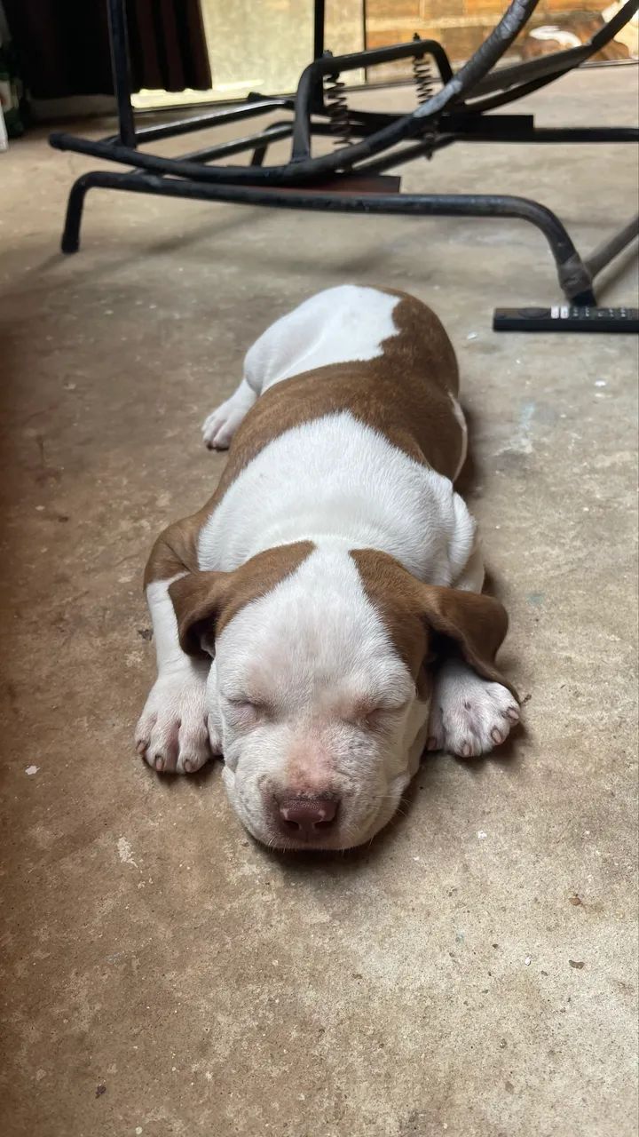 Pitbull puro monster  - Foto 3