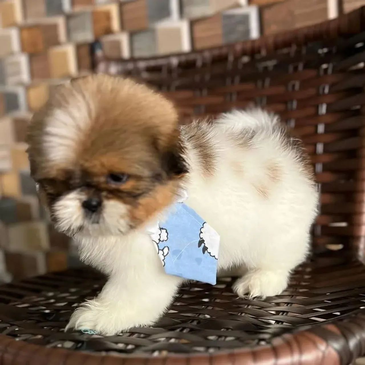 Shih tzu  - Foto 2