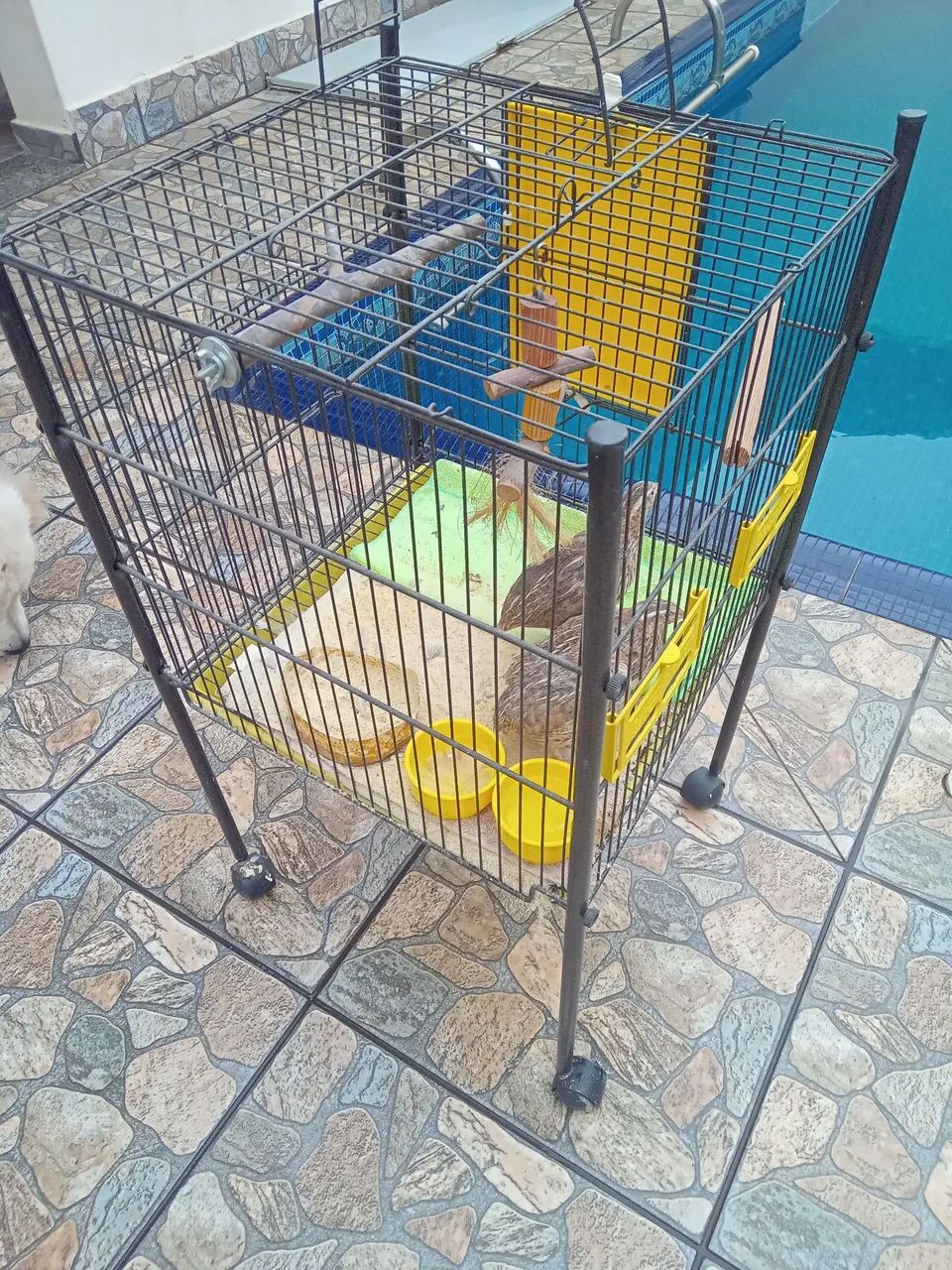 Gaiola 