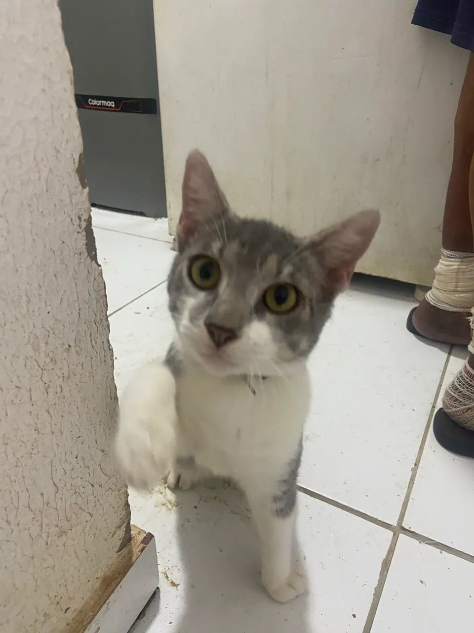 Gato dócil (macho)  - Foto 3