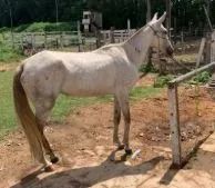 Troco 1 Cavalo e 2 Éguas por Frangos Caipira - Foto 2