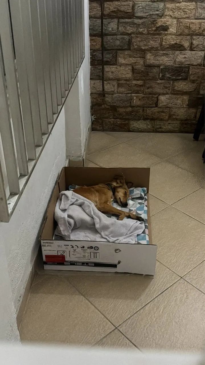 Adoção responsável  - Foto 4